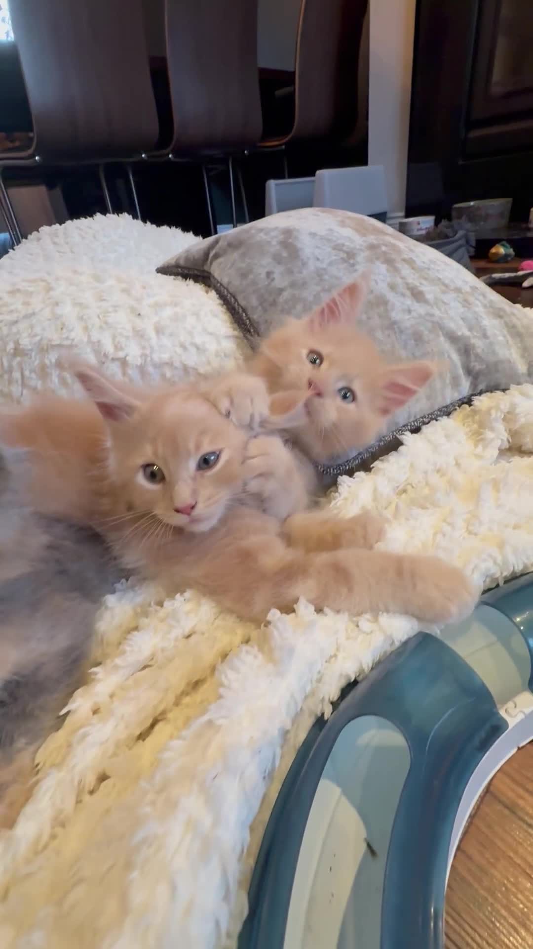 Maine Coon cats for sale: TICA Ginger, Red & Blue Tortie Maine Coon  - Video 1