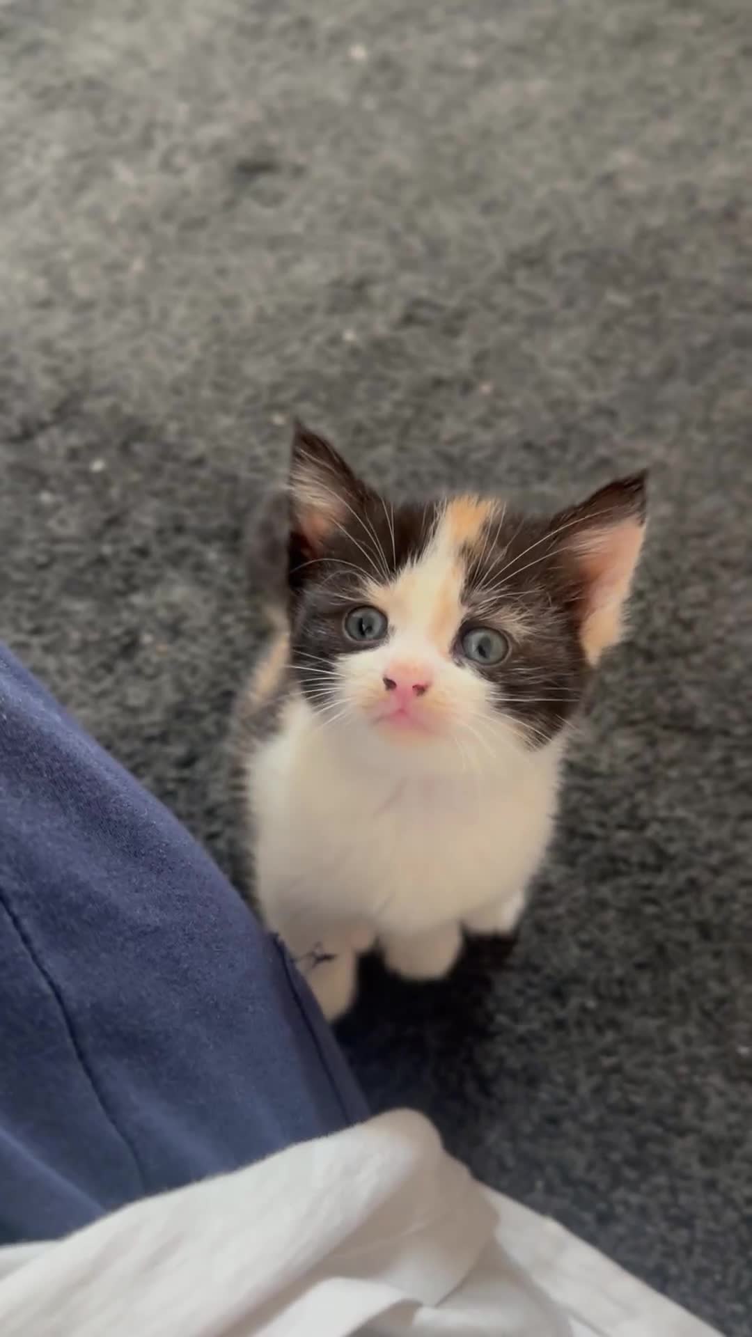 Domestic Shorthair cats for sale: 5 kittens 1 mother - Video 2