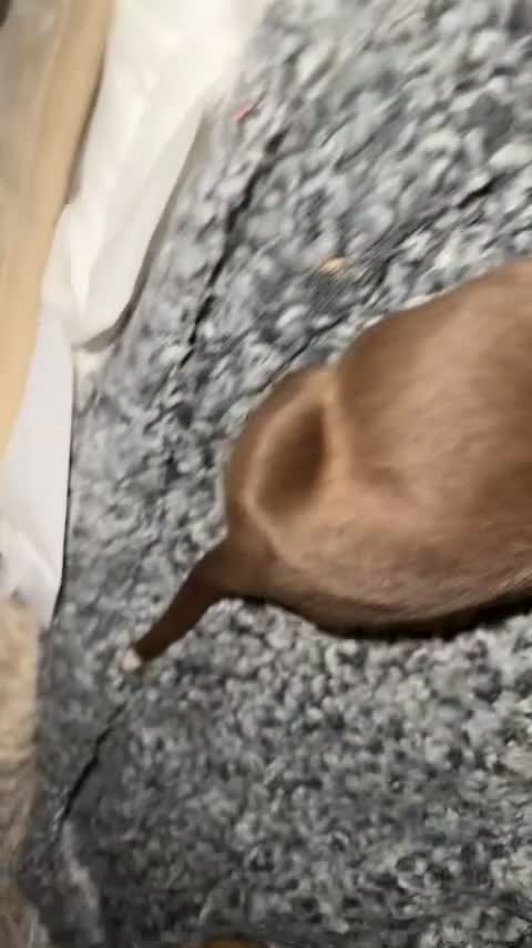 Mixed Breed dogs for sale: American bulldog cross Labrador  - Video 4