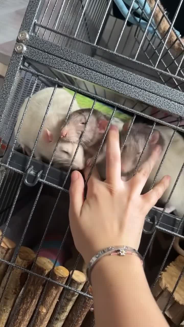 Rat rodents for sale: Need to rehome my baby boys, inc-cage&toys&food - Video 1