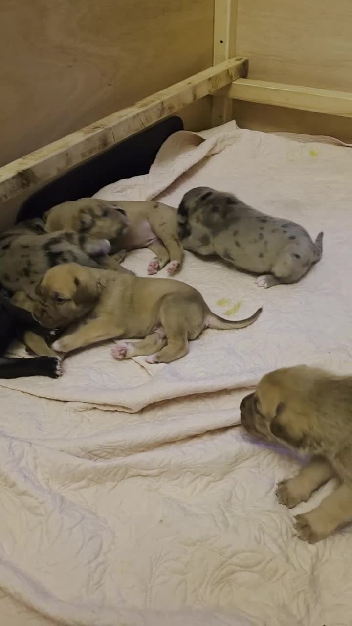 Mixed Breed dogs for sale: Great Dane  ** tiffs in Ellon - Video 4