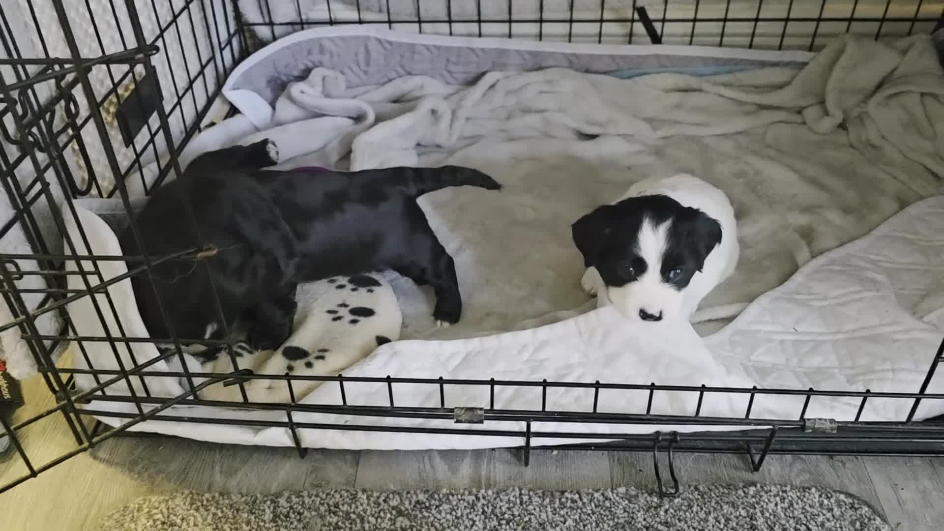 Mixed Breed dogs for sale: Mixed breed puppys - Video 1