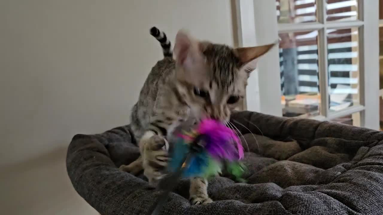 Savannah cats for sale: 3 beautilful F5 Savannah kittens - Video 1