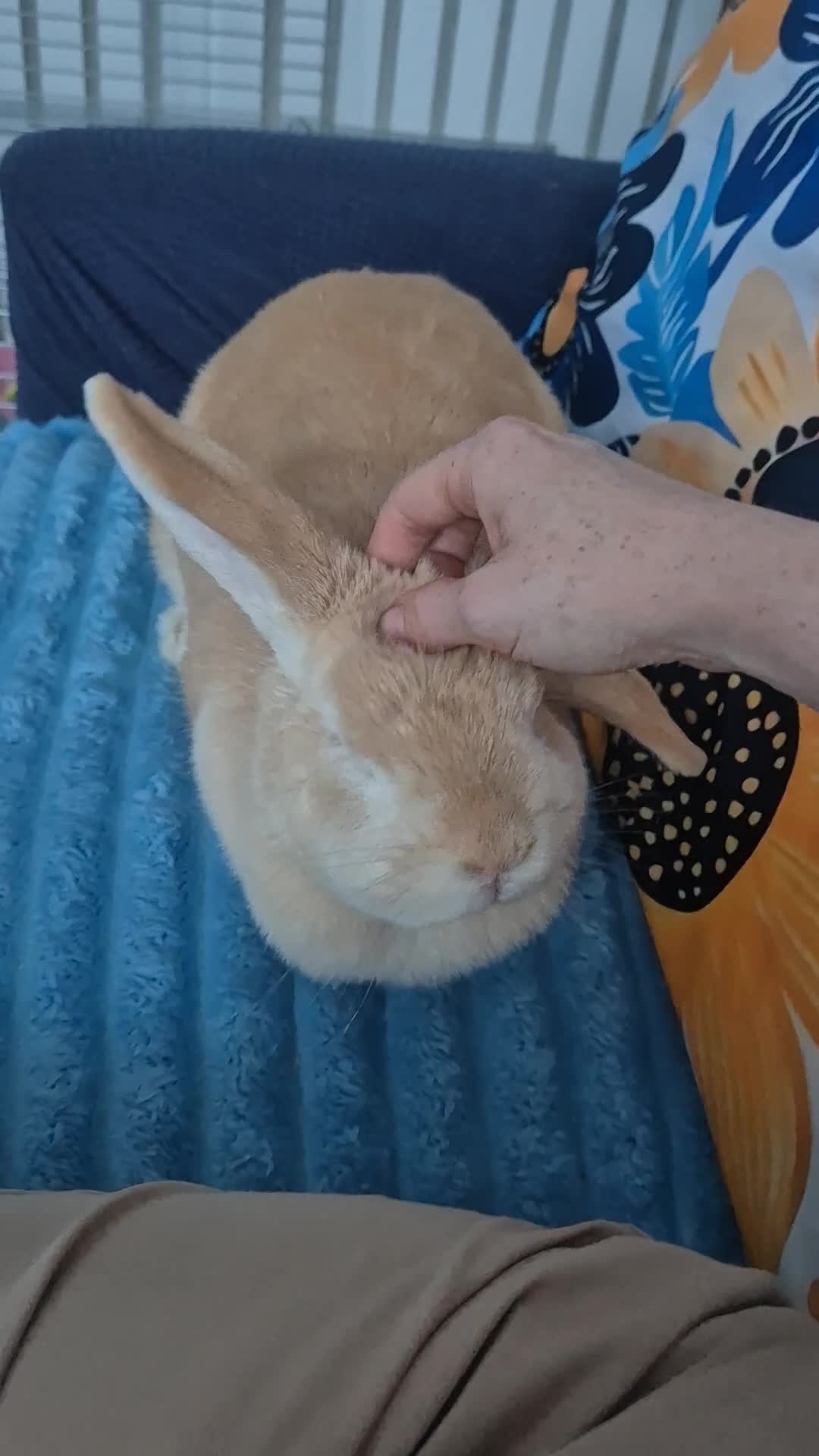 Mixed Breed rabbits for sale: rabbit - Video 1