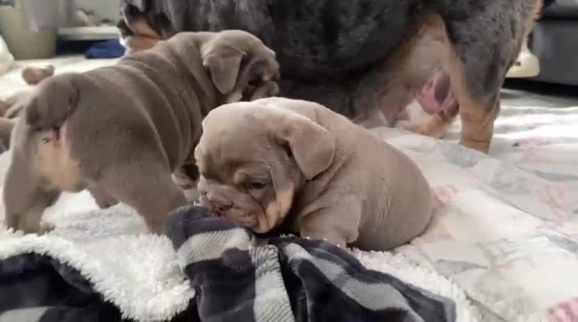 English Bulldog dogs for sale: British bulldog  - Video 1