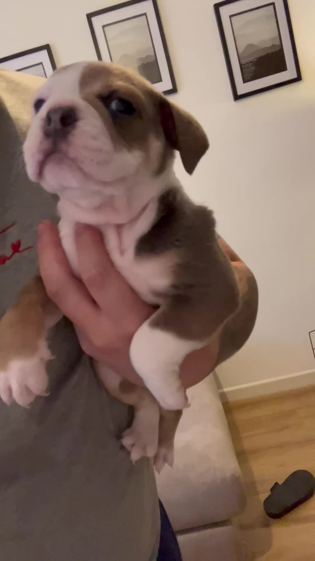 Olde English Bulldogge dogs for sale: Beautiful olde English bulldogs  - Video 2