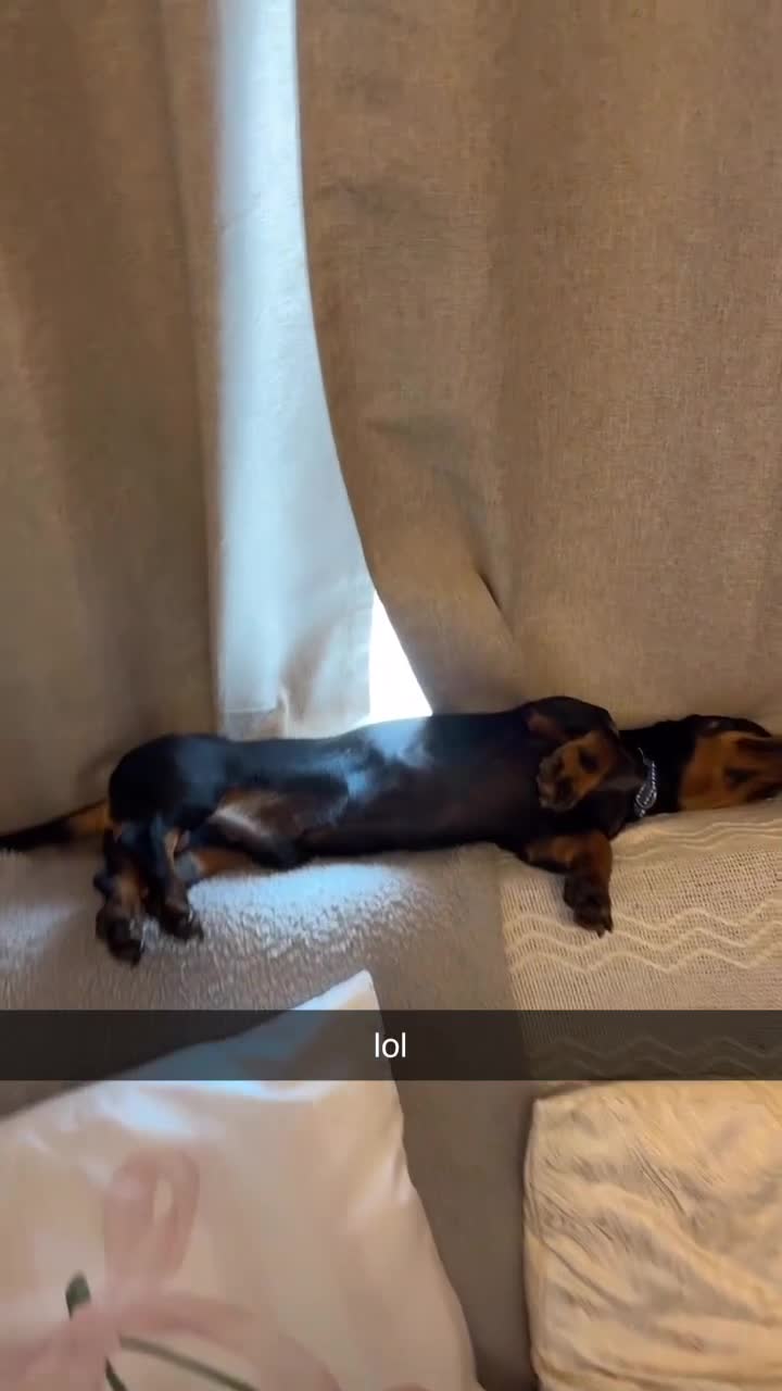 Miniature Dachshund dogs for sale: True miniature dauchshund for rehoming   - Video 3