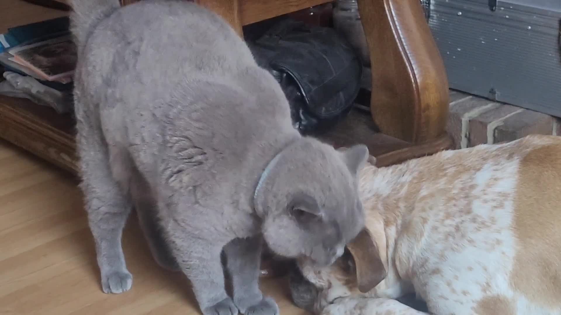 British Shorthair cats for sale: Loving GCCF British Shorthair, 7yo male - Video 1