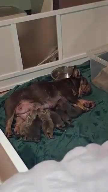 French Bulldog dogs for sale: French bulldogs - Video 3