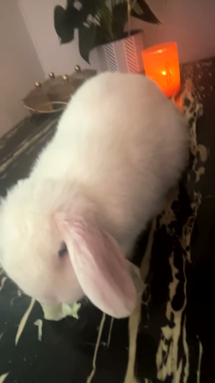 Mini Lop rabbits for sale: Leo- cute mini lop in Leicester - Video 2
