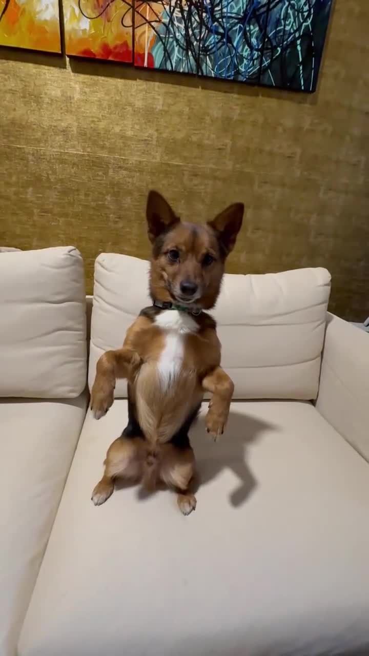 Mixed Breed dogs for sale: Cutie Milo  - Video 2