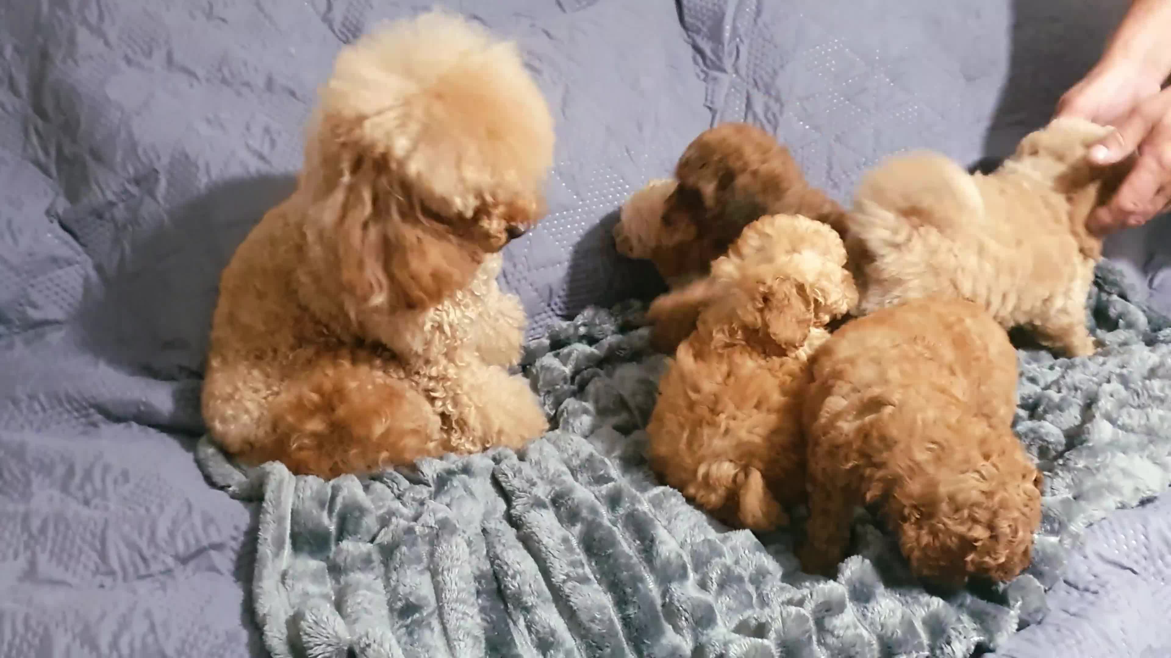 Toy Poodle dogs for sale: KC red Toy Poodle, DNA tested, champion bloodline - Video 1