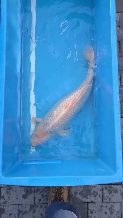 Koi Carp fish for sale: Koi for sale  in Croydon - Video 3