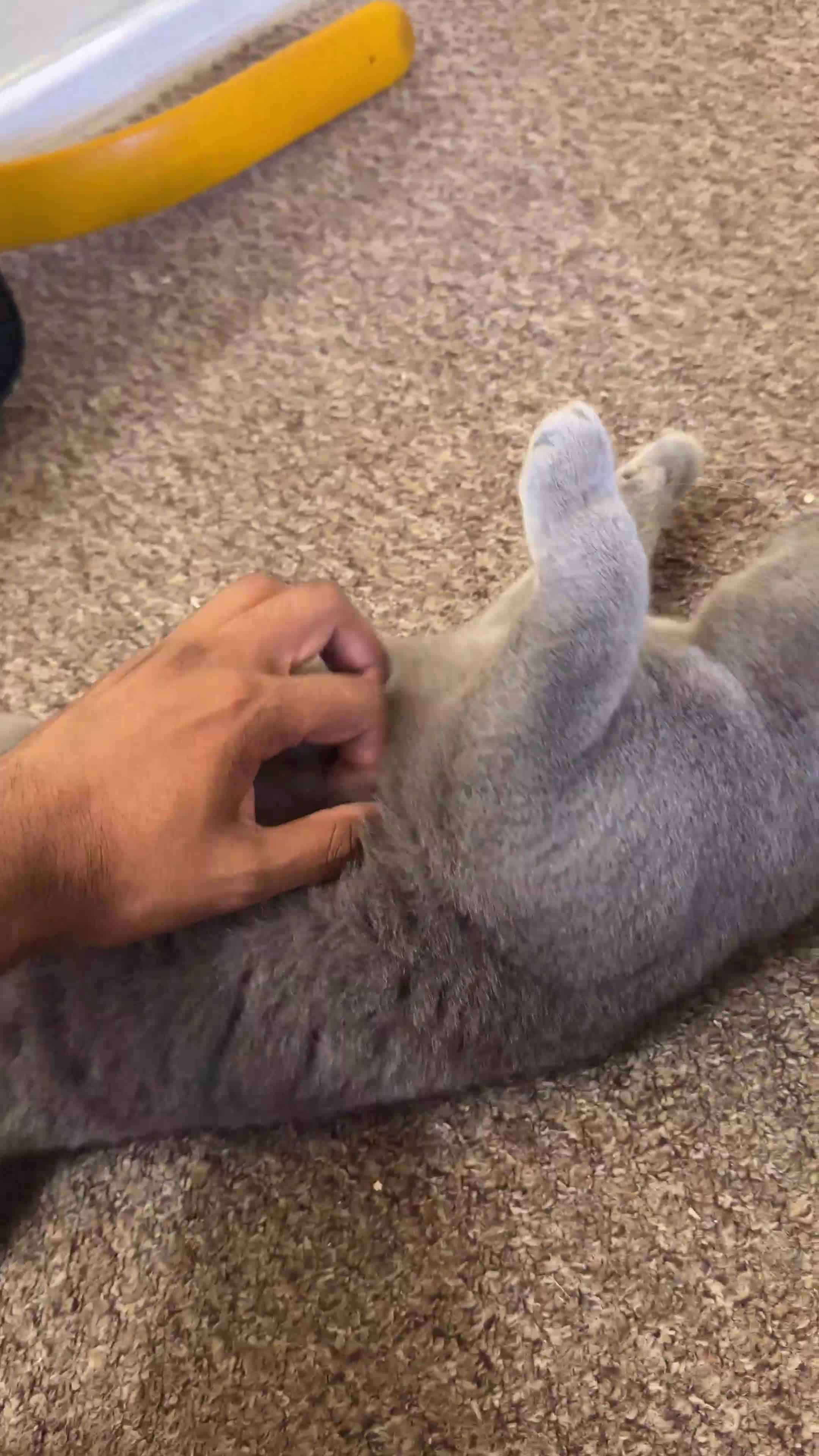 British Shorthair cats for sale: Adorable & Playful British Shorthair! - Video 1