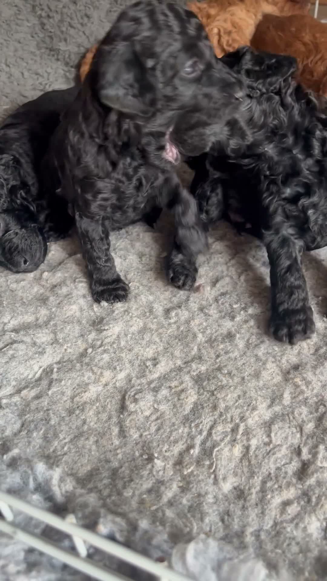 Cockapoo dogs for sale: Stunning glossy black cockapoo boys - Video 1