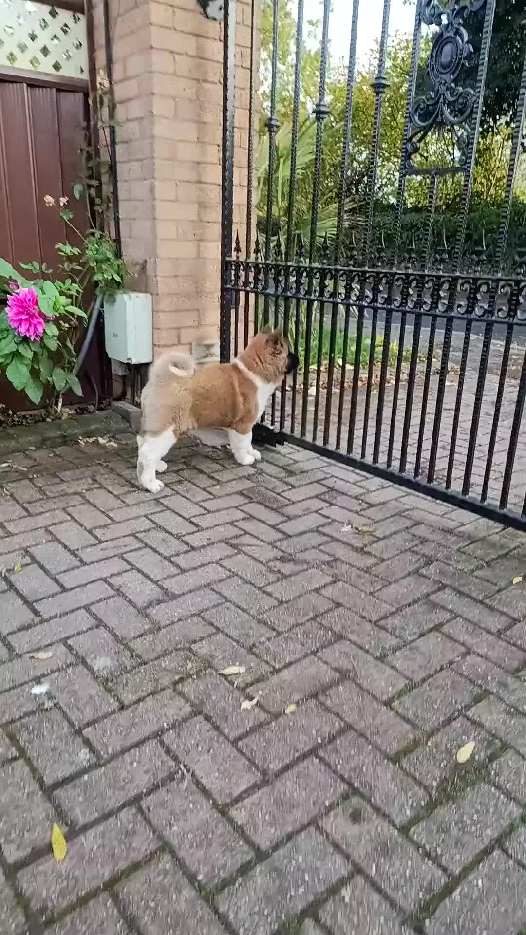 Akita dogs for sale: Beautiful KC registered Akitas  - Video 2