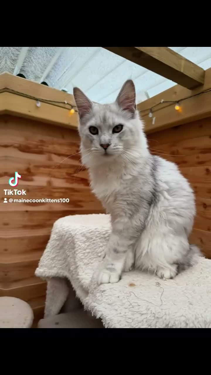 Maine Coon cats for sale: BLUE SILVER SHADED TICA REGISTERED  - Video 2