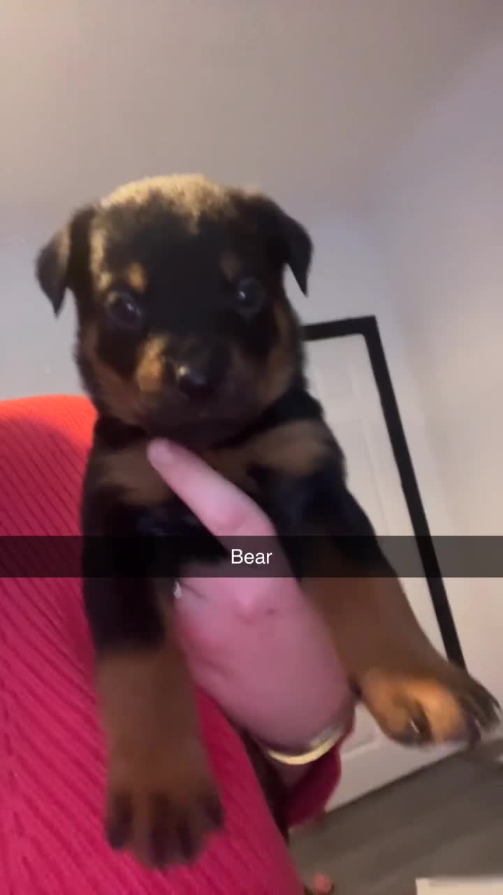 Rottweiler dogs for sale: ⭐ LAST THREE ROTTWEILER PUPPIES LEFT ⭐  - Video 2