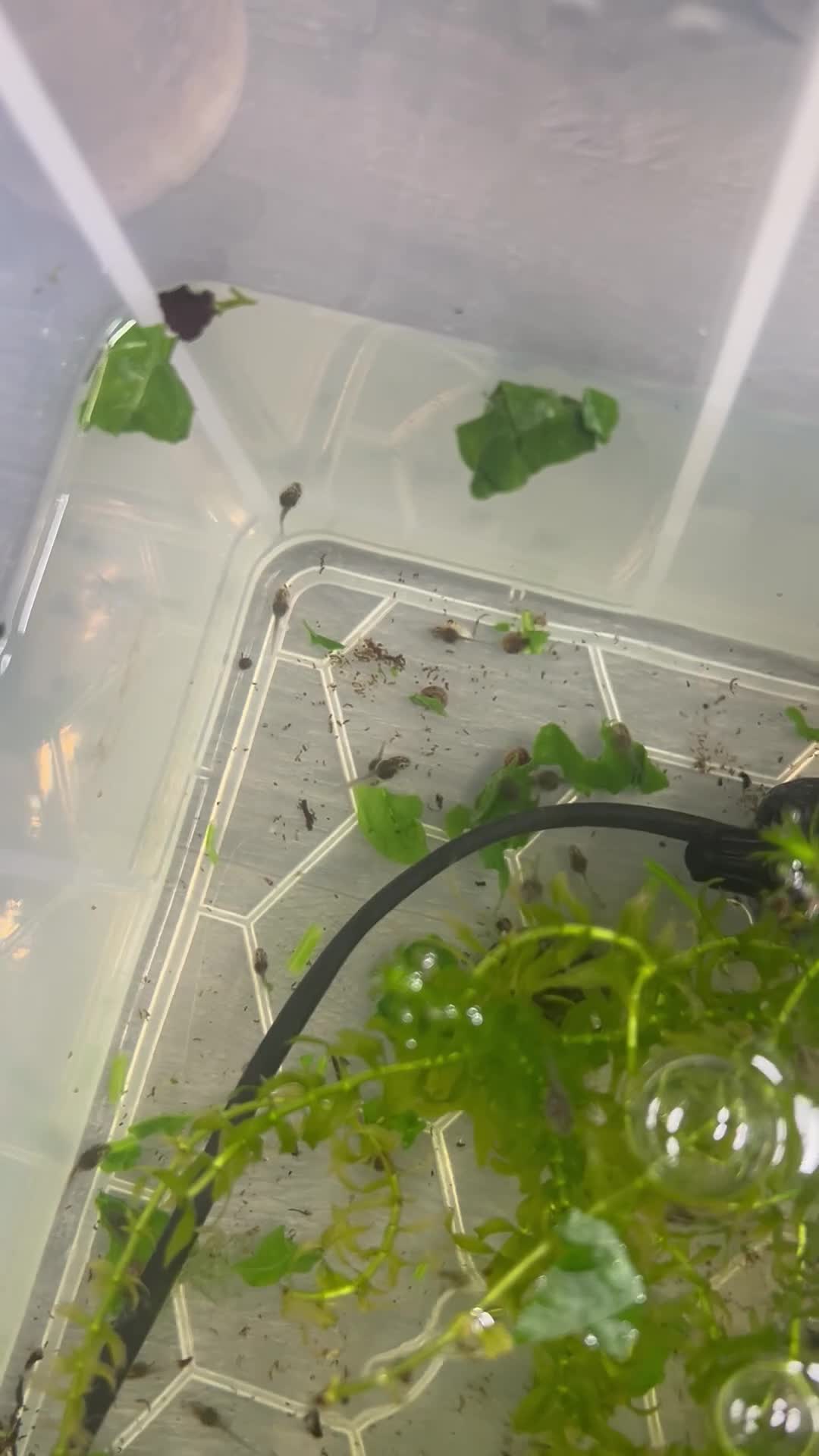 Toad reptiles for sale: Bombina variegata toad tadpoles  - Video 1