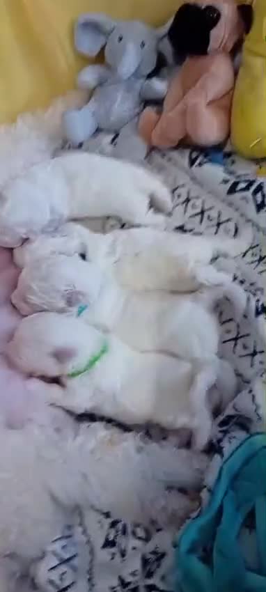 Bichon Frise dogs for sale: Bichon Frise 4 boys  - Video 1