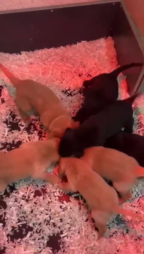 Labrador Retriever dogs for sale: Working Labrador puppies for sale, south Wales’s  - Video 3