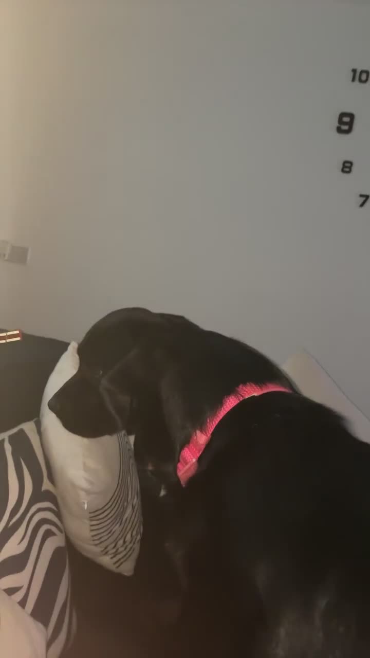 Mixed Breed dogs for sale: Salem aka Saisai - Video 2