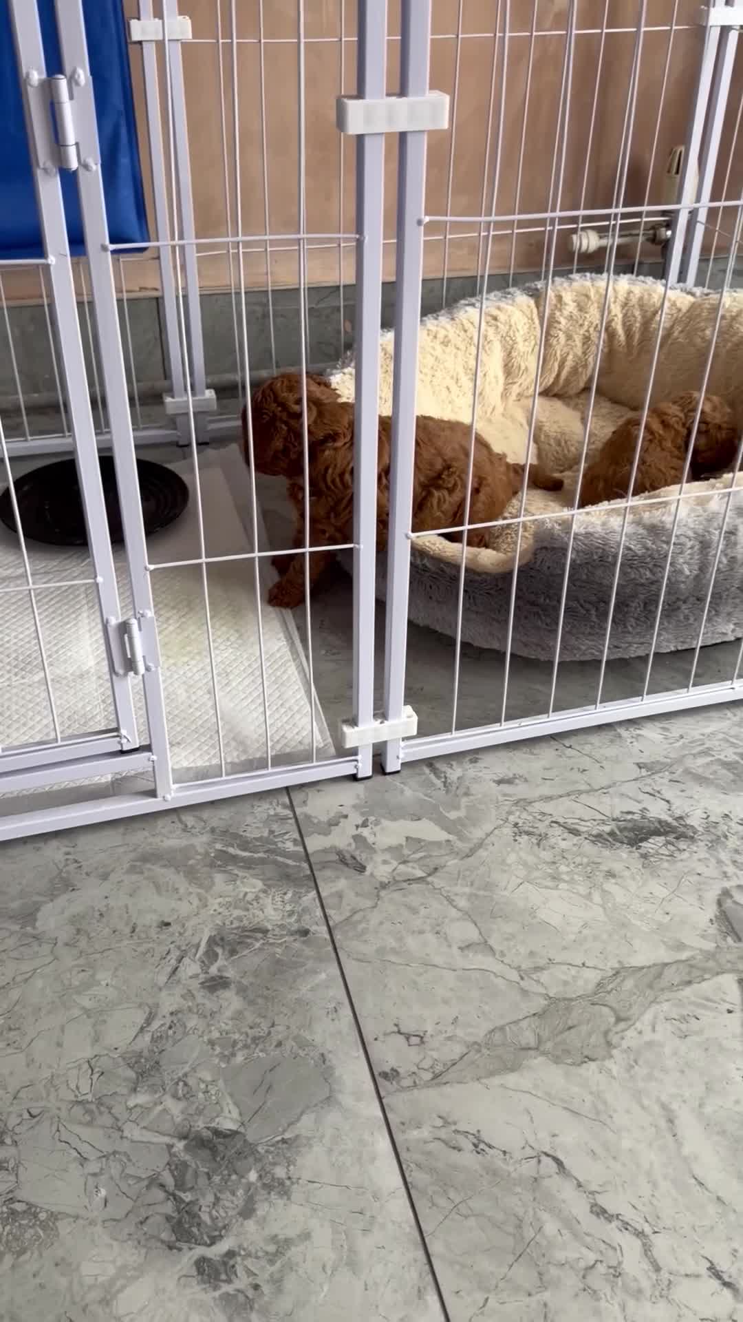 Cavapoo dogs for sale: 2x Cavapoo F1B pups 1 boy 1 girl available  - Video 1