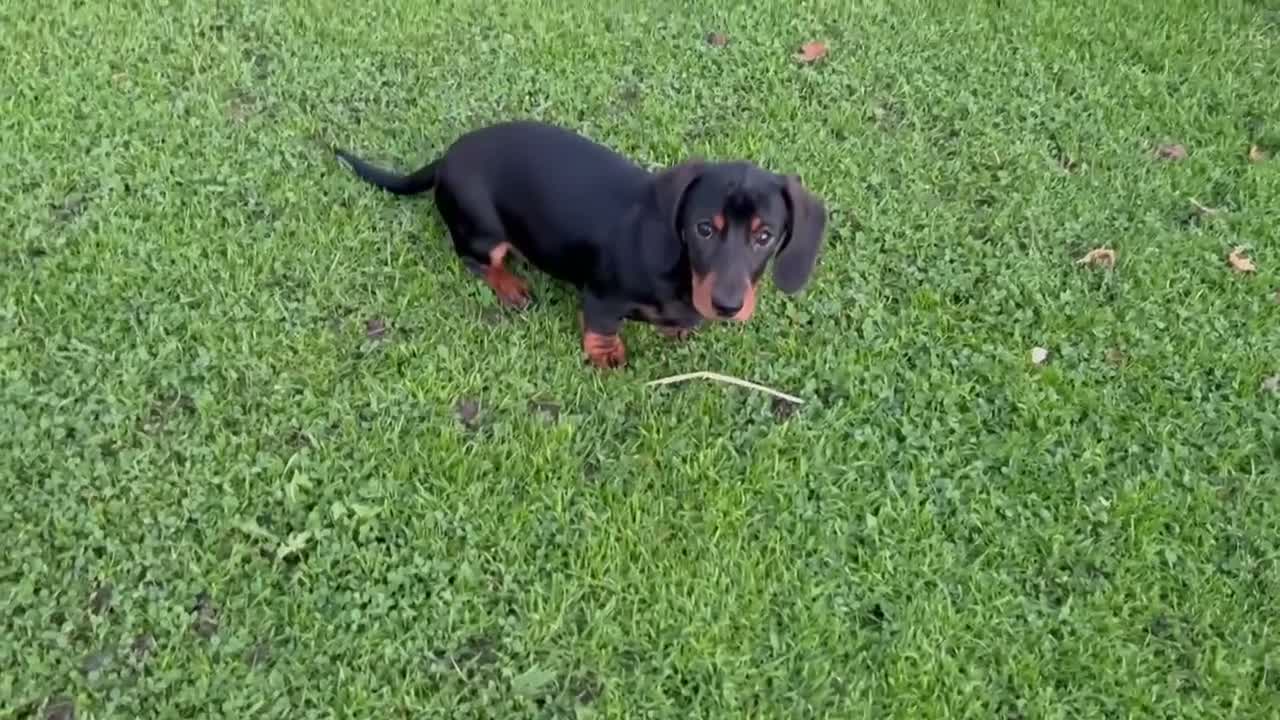 Miniature Dachshund dogs for sale: Lovable kc reg boys  - Video 1