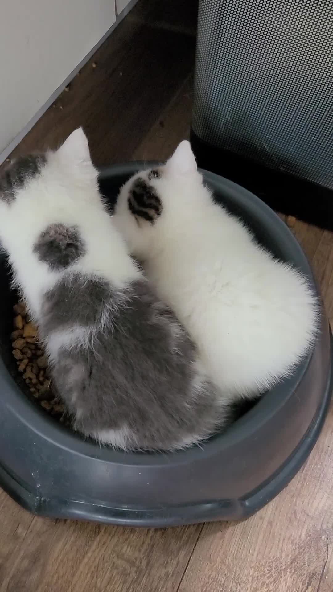 Mixed Breed cats for sale: Adorable kittens for sale. Ready for a new home. in Nottingham - Video 1