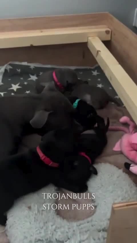 Staffordshire Bull Terrier dogs for stud: 🏆TROJANBULLS CHAMPION STAFFORD STUDS🏆 in Basingstoke - Video 3