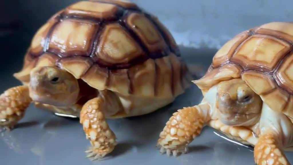 Tortoise reptiles for sale: Sulcata Tortoise  - Video 2