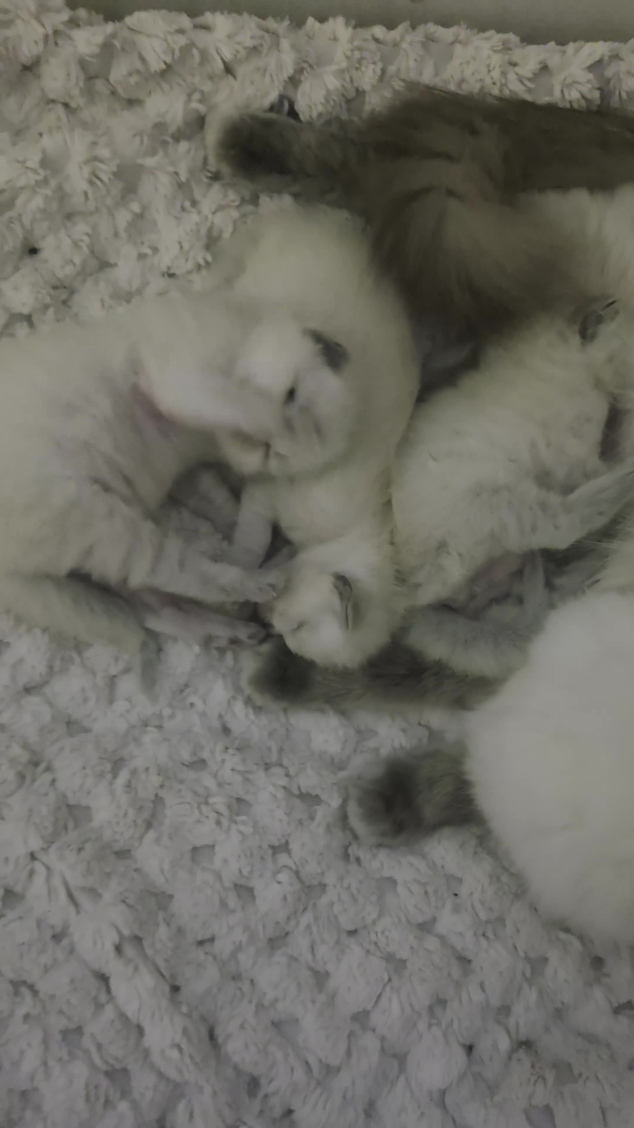 Ragdoll cats for sale: Blue point ragdoll kittens - Video 2