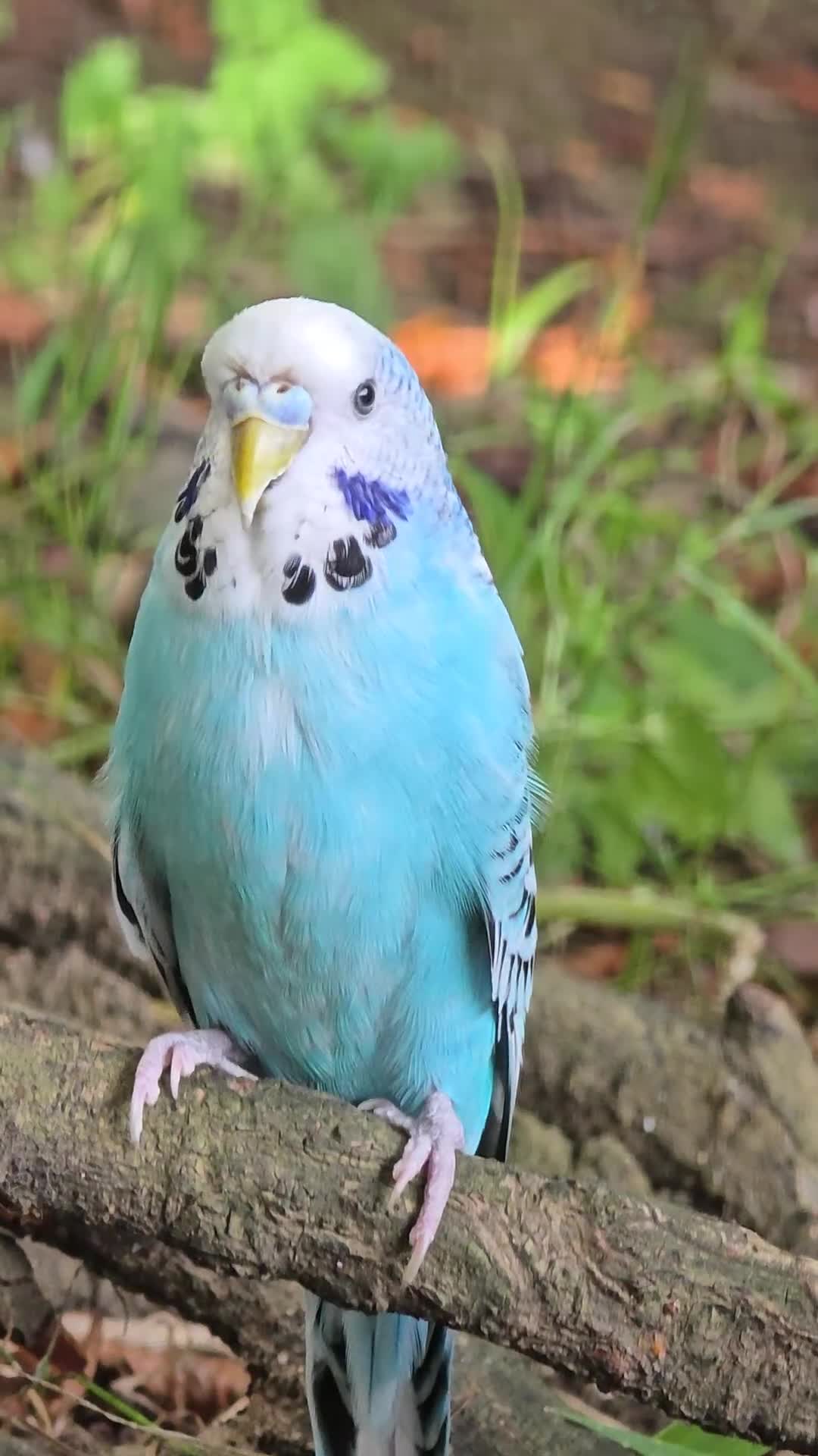 Budgerigars birds for sale: Male and female Budgies - Video 3