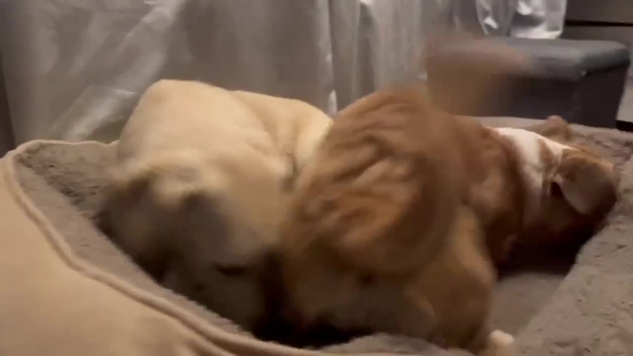 Mixed Breed dogs for adoption: ROXANNE - Video 1