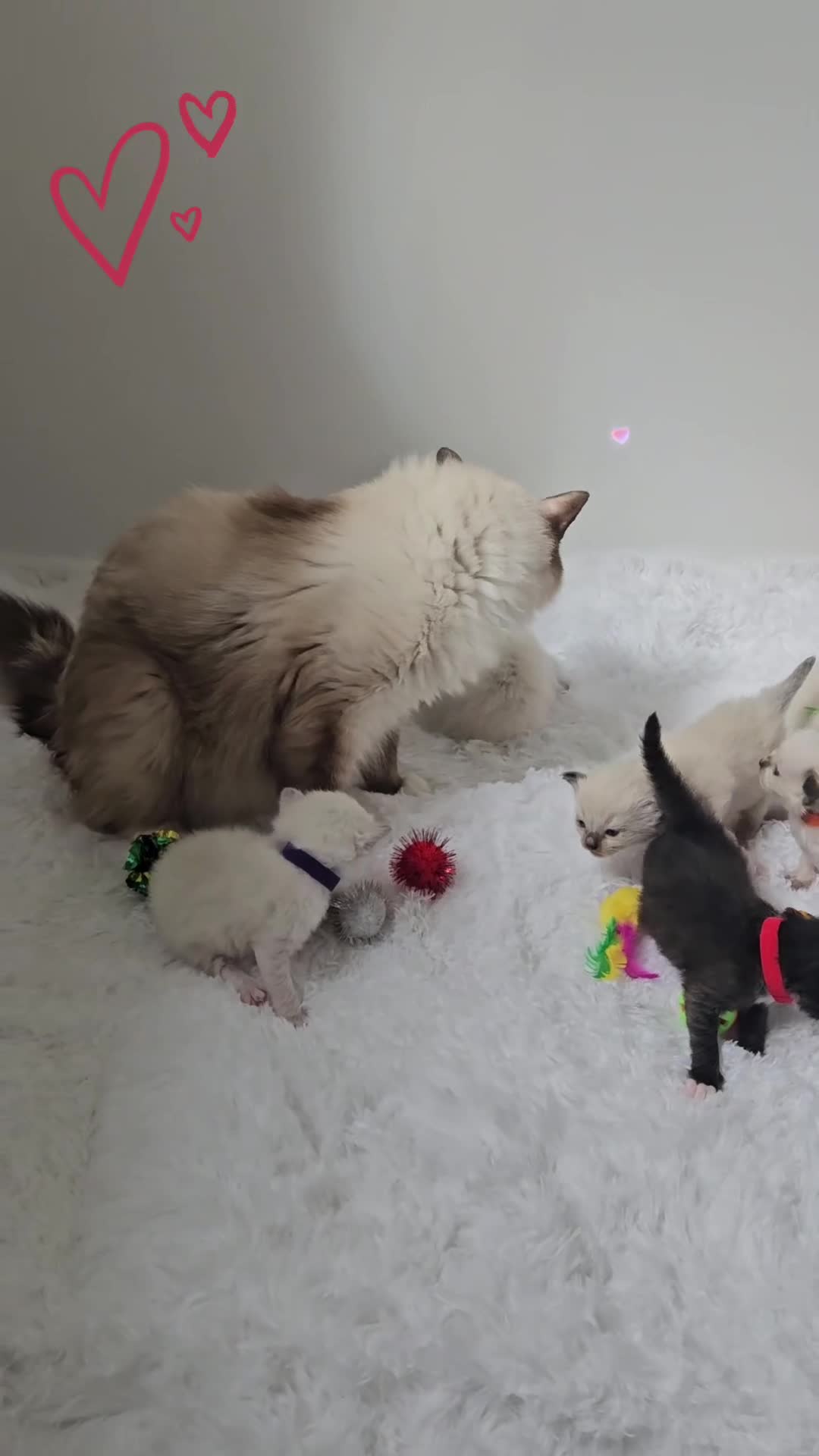 Ragdoll cats for sale: 3 Tica Boys Genetic test Certyficate HCM and PKD  - Video 1