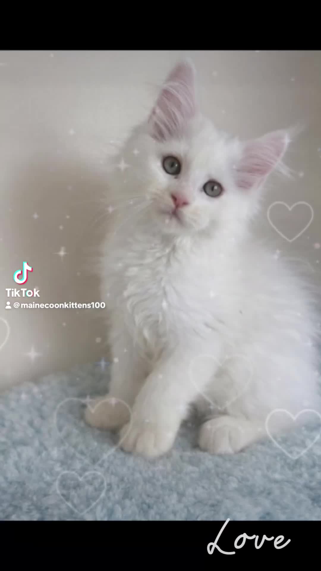 Maine Coon cats for sale: Outstanding pedigree kittens available  - Video 1