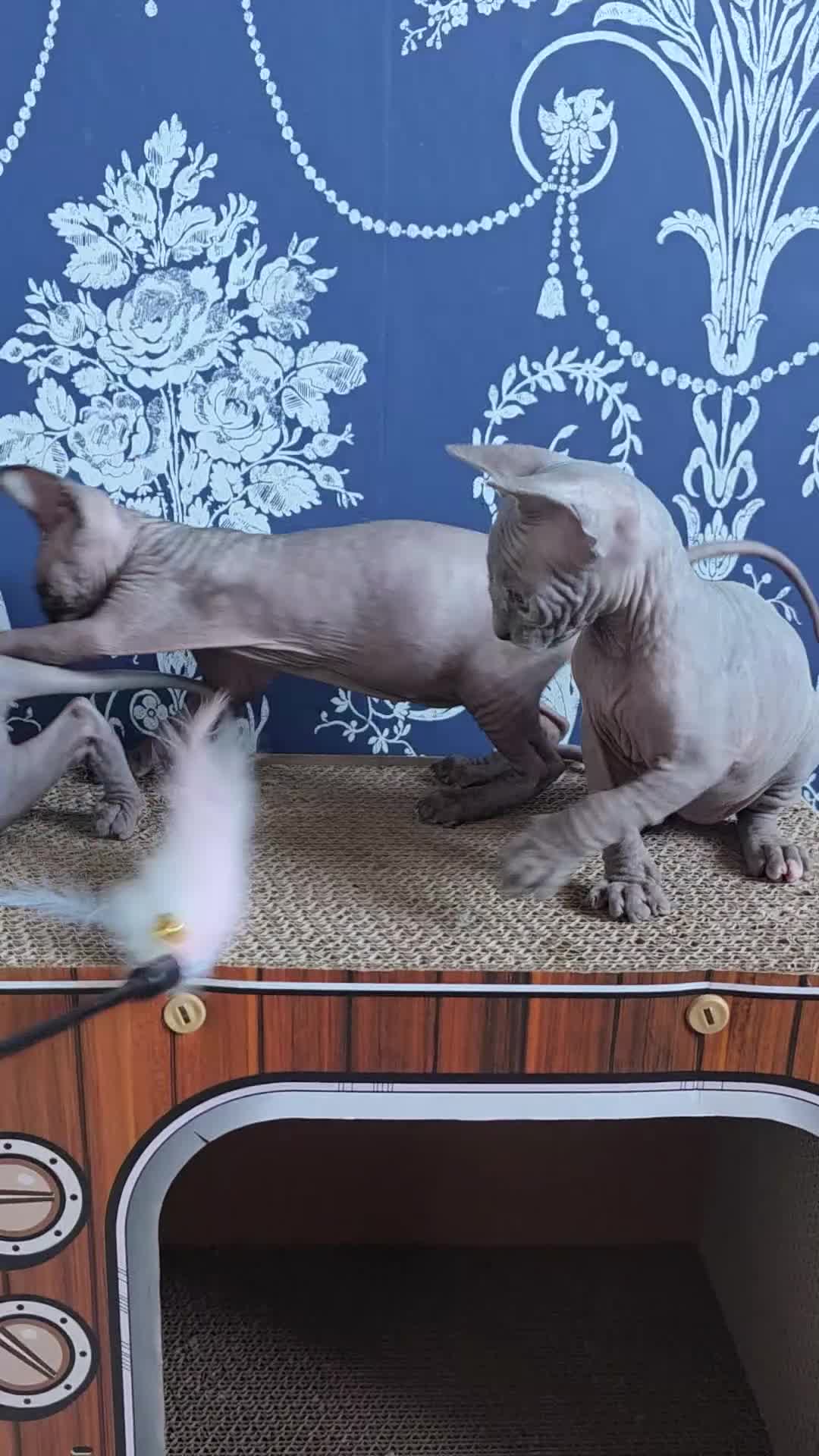 Sphynx cats for sale: FIFe registered stunning Sphynx kittens - Video 1