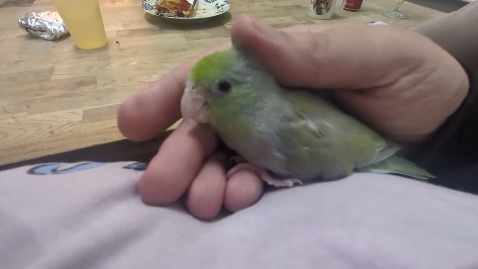 Parakeets birds for sale: Female hand tame parrotlet  - Video 2