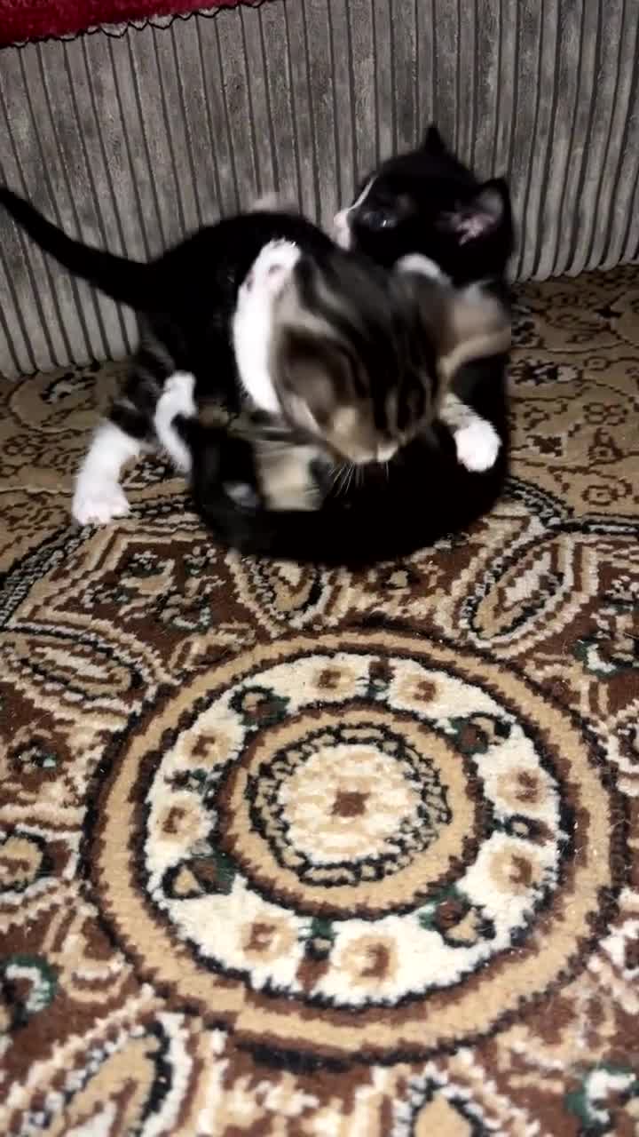 Bengal cats for sale: Beautiful kittens💕 - Video 3