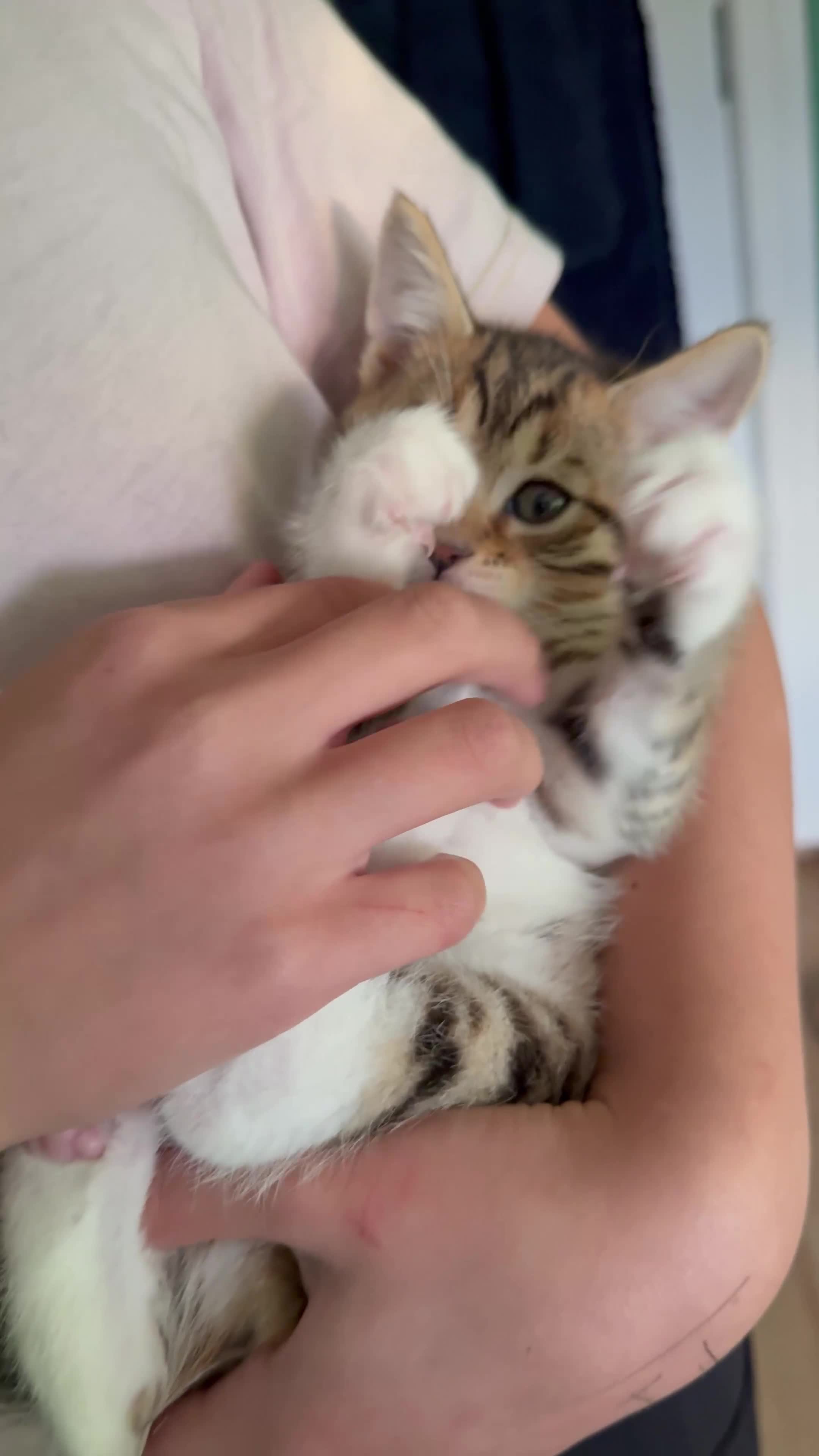 Mixed Breed cats for sale: All went to a good home 💕 thanks - Video 2