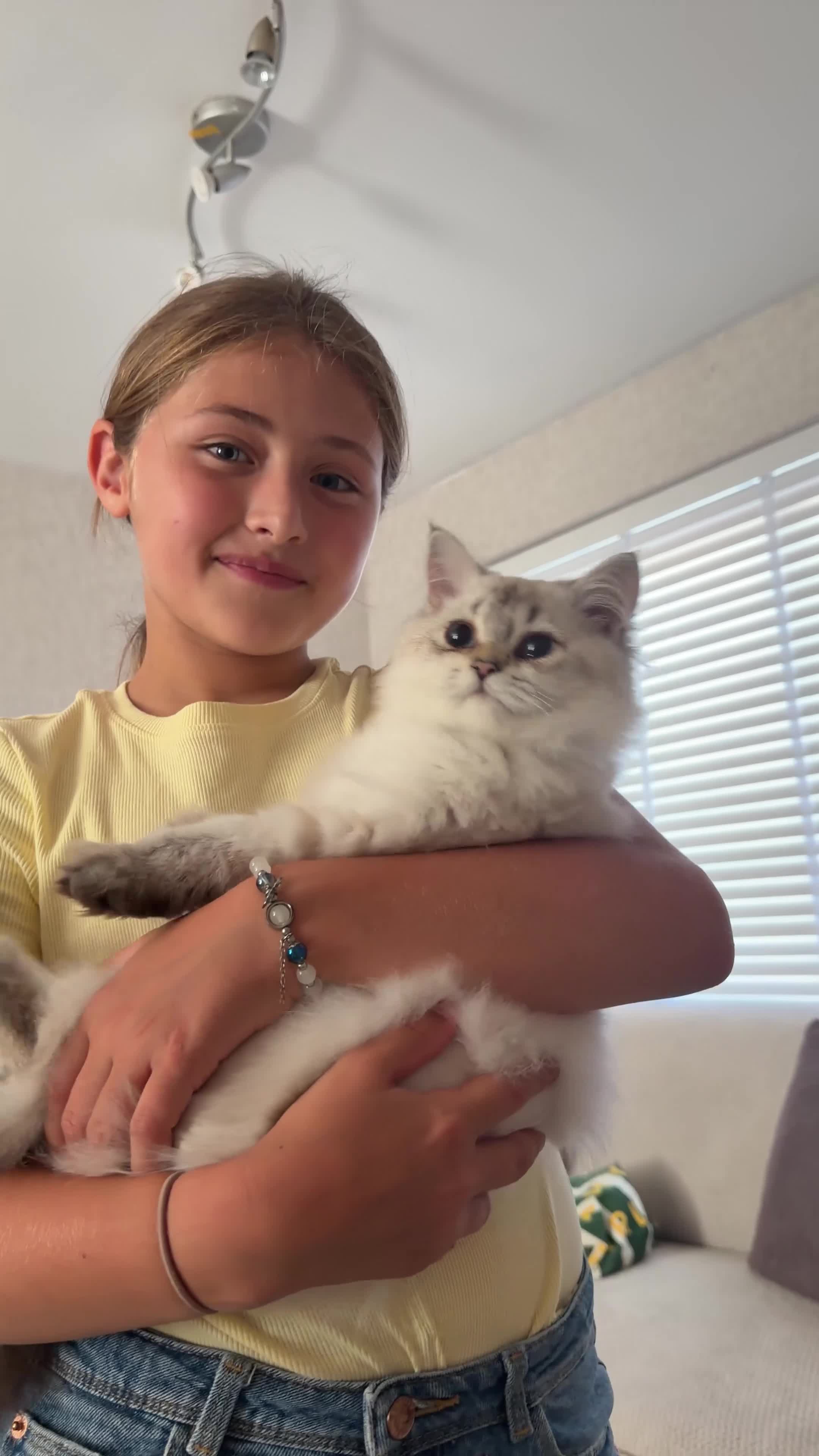British Longhair cats for sale: Ragdoll x Scottish Longhair blue eye kitten - Video 2