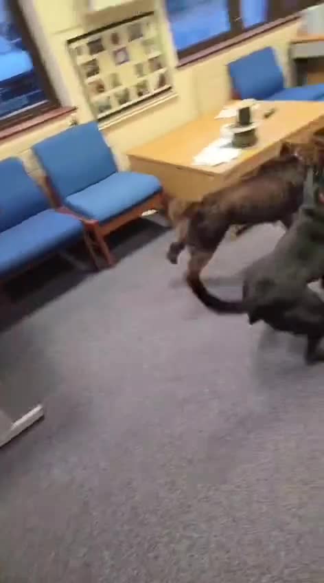 Mixed Breed dogs for adoption: 💖🐶 NICOL 🐶💖 - Video 2