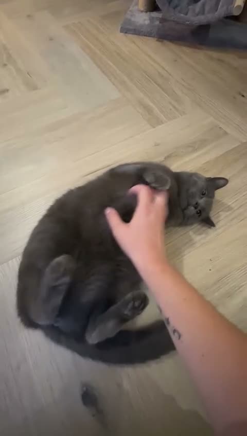 Mixed Breed cats for sale: Brothers looking for a new home in Bath - Video 2