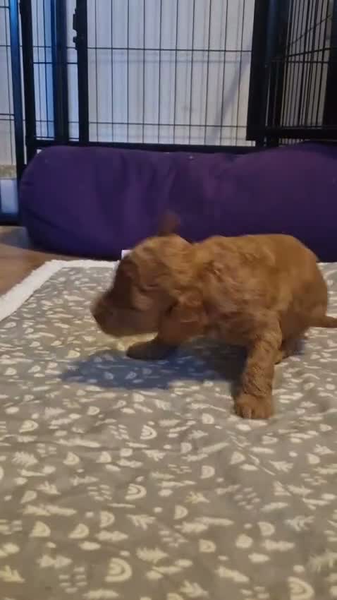 Maltipoo dogs for sale: lola mum - Video 5