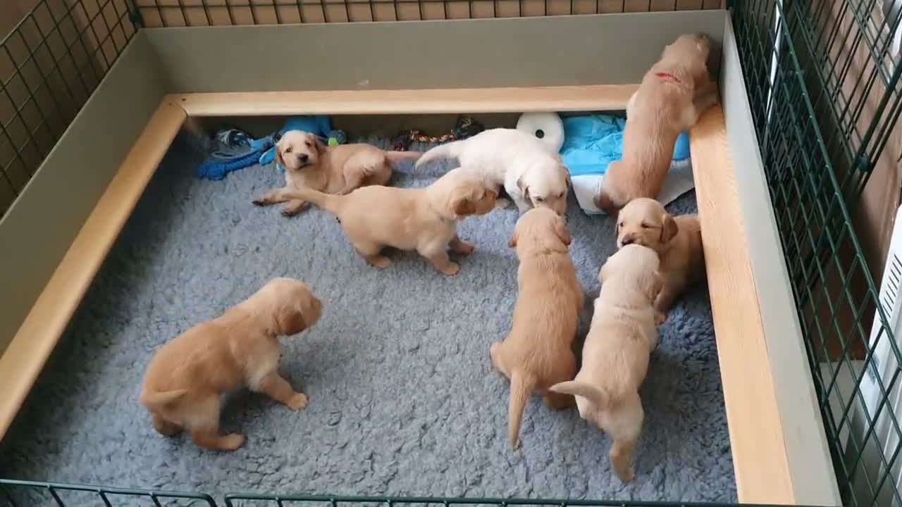 Golden Retriever dogs for sale: 8 Golden Retriever puppies for sale. - Video 4