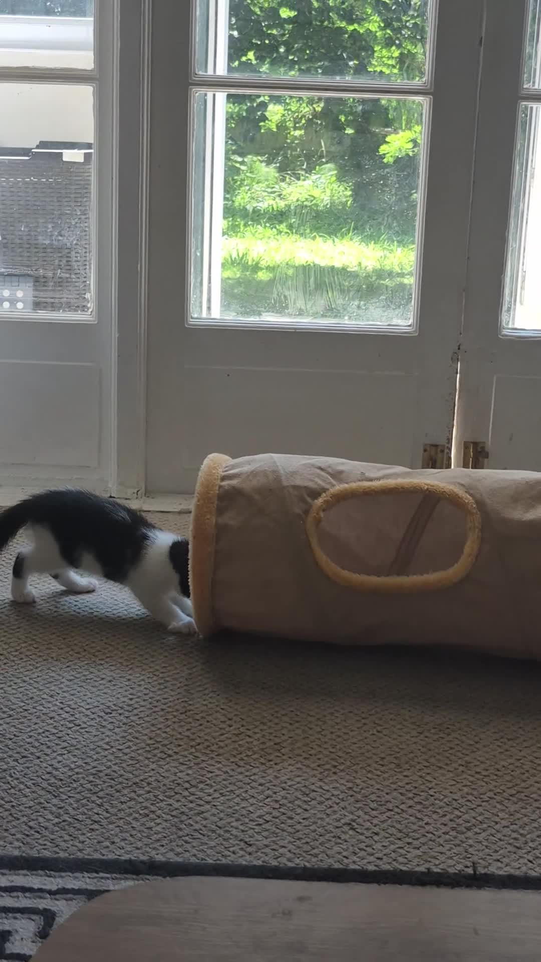 Mixed Breed cats for sale: Beautiful kittens looking for loving families - Video 1