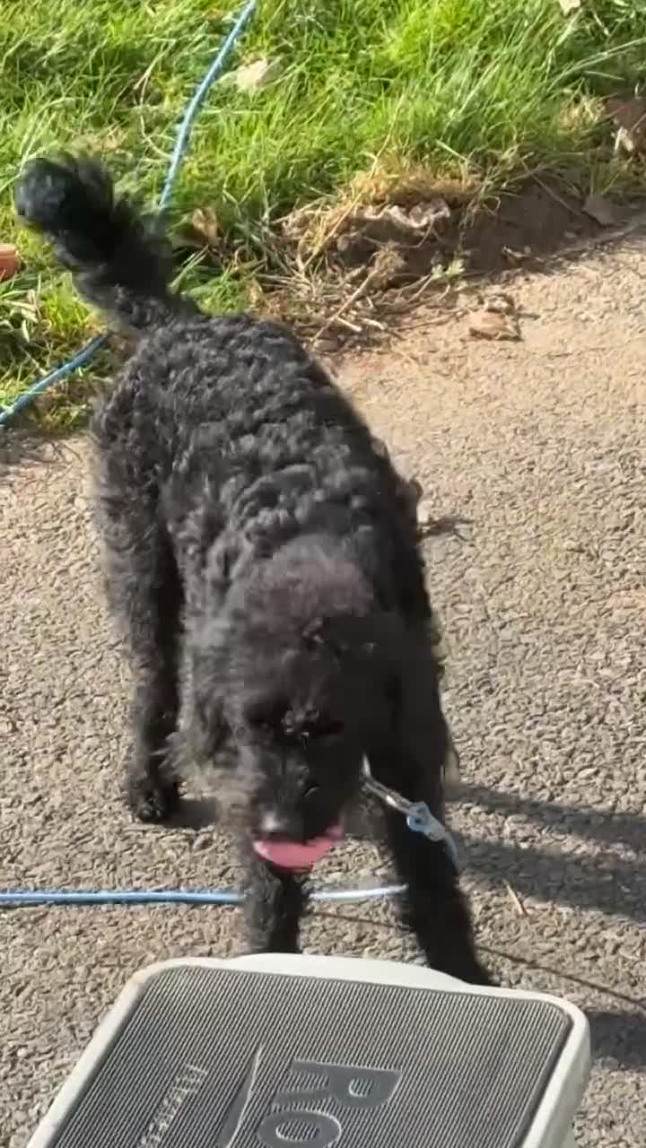 Jackapoo dogs for sale: Dolly - Video 2
