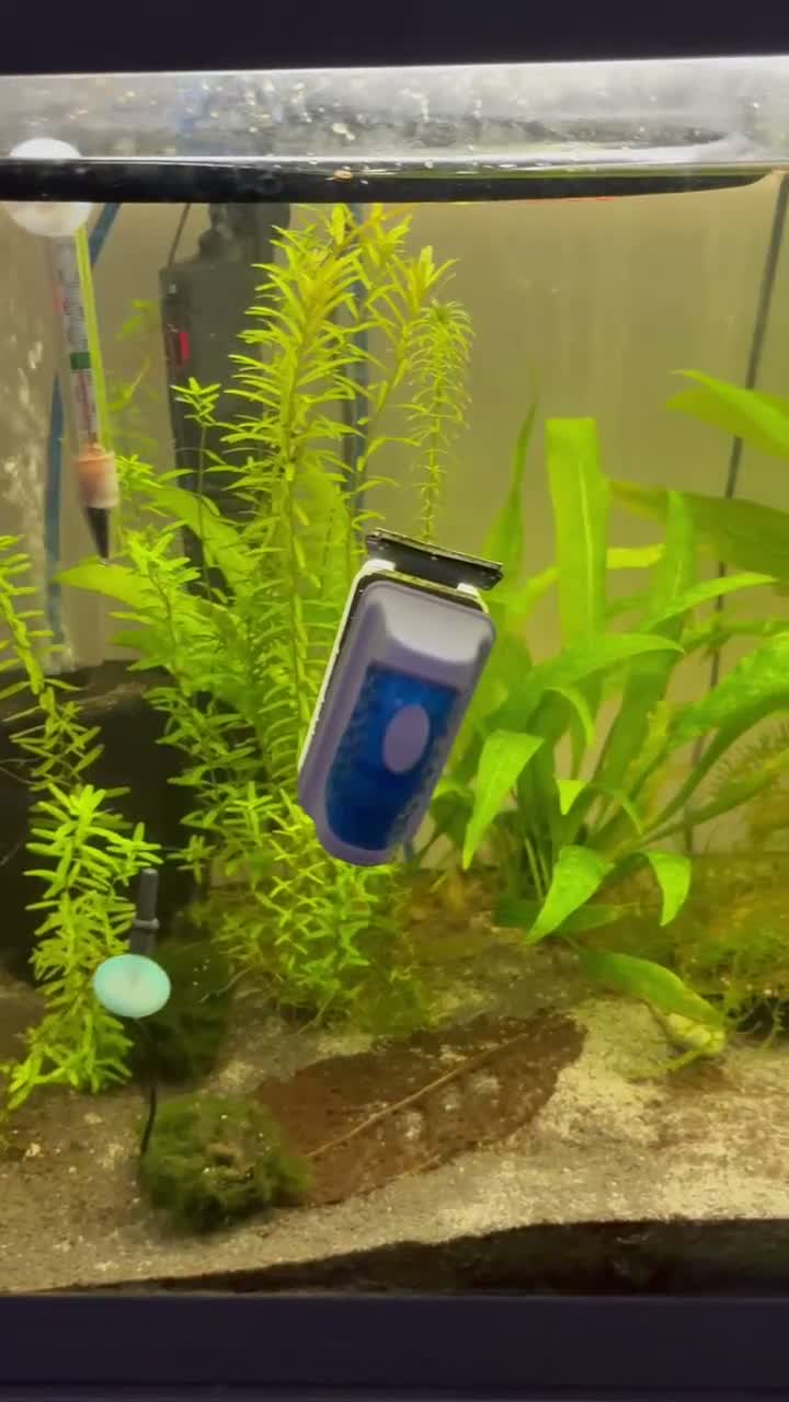 Mixed Breed invertebrates for sale: 120l tank cabinet and 8 shrimp  in Newtown - Video 1