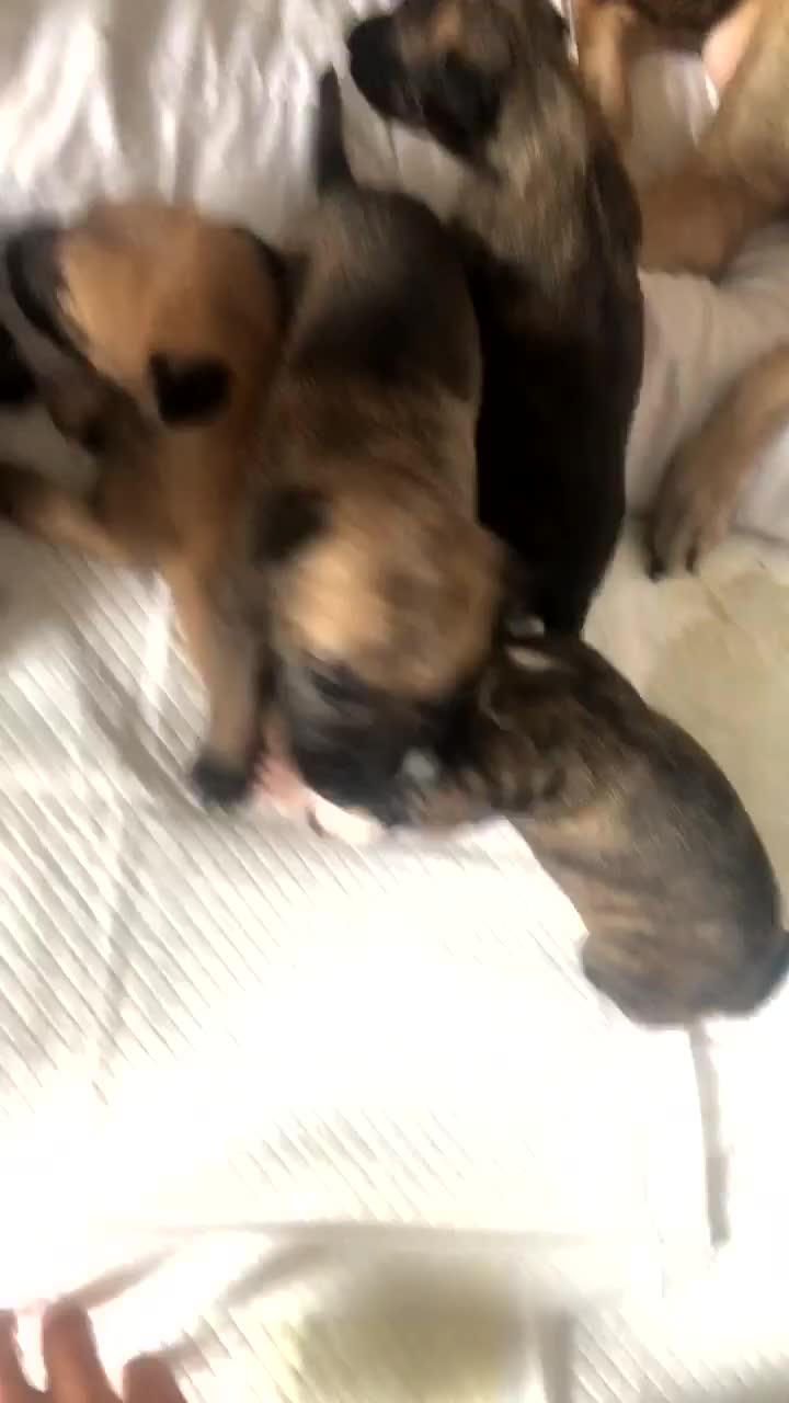 Mixed Breed dogs for sale: Lurcher/greyhound puppies - Video 3