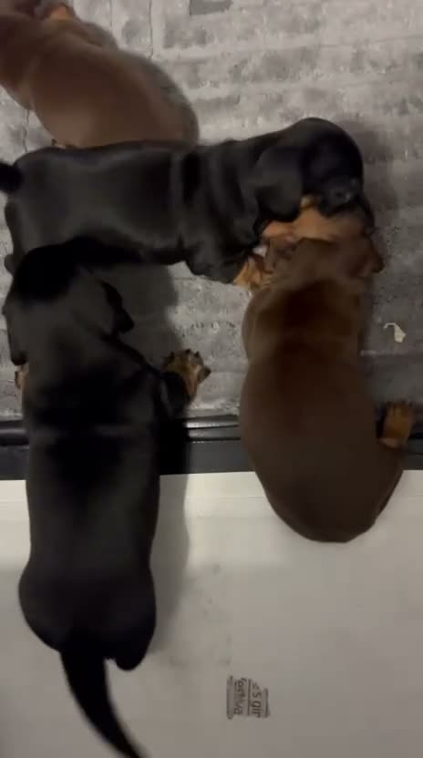 Miniature Dachshund dogs for sale: Miniature Dachshund Puppies - Video 1